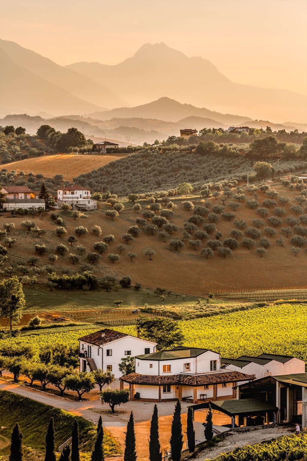 Trebbiano D Abruzzo D.O.C. – Bild 3